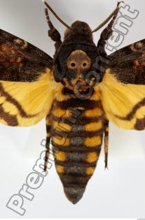 Death-head Hawkmoth - Acherontia atropos 0002